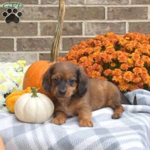 Lucky, Dachshund Puppy