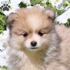 Lucky, Pomeranian Puppy