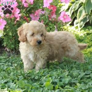 Lucky, Cockapoo Puppy