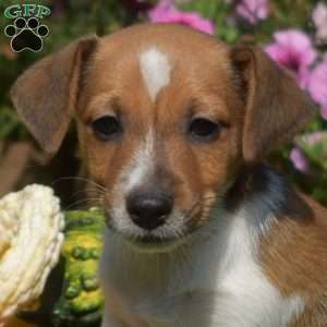 Lucky, Jack Russell Terrier Puppy