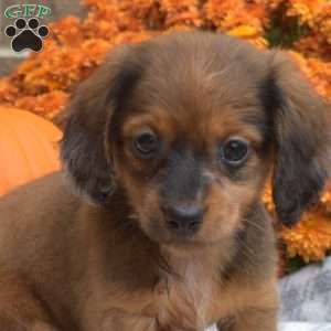 Lucky, Dachshund Puppy