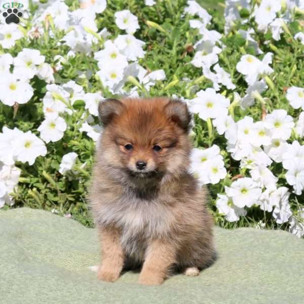 Lucy, Pomeranian Puppy