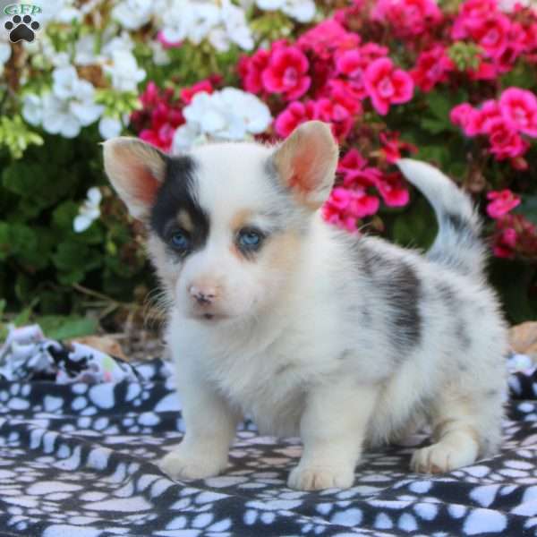 Lucy, Pembroke Welsh Corgi Puppy