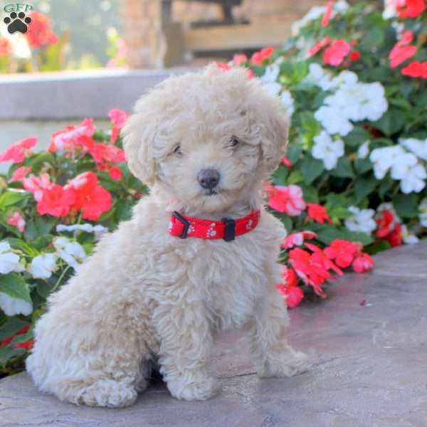 Lucy, Miniature Poodle Puppy