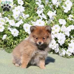 Lucy, Pomeranian Puppy