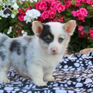 Lucy, Pembroke Welsh Corgi Puppy