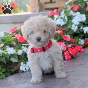 Lucy, Miniature Poodle Puppy