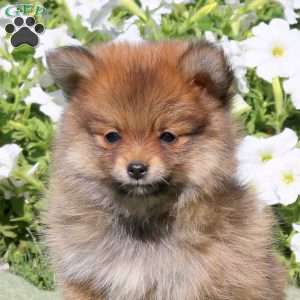 Lucy, Pomeranian Puppy