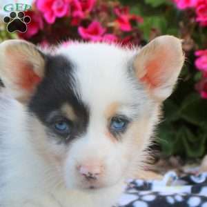Lucy, Pembroke Welsh Corgi Puppy