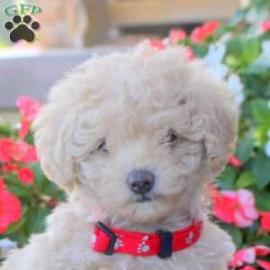 Lucy, Miniature Poodle Puppy