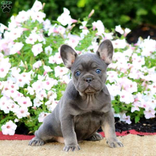 Lucy, French Bulldog Puppy