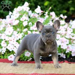 Lucy, French Bulldog Puppy