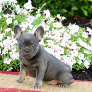 Lucy, French Bulldog Puppy