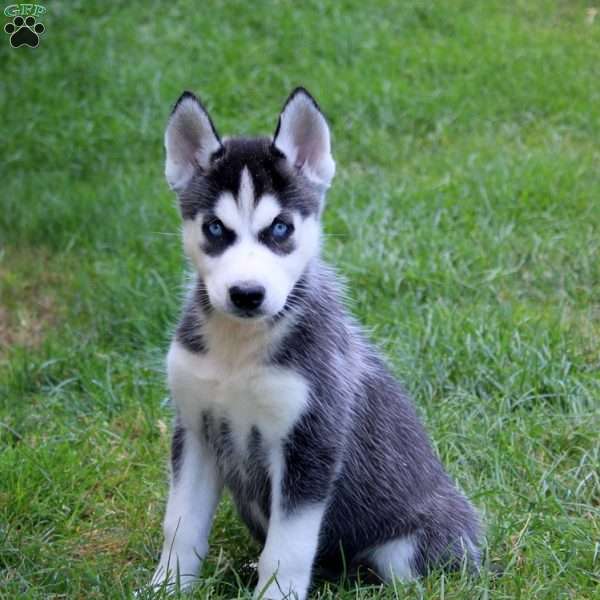 Luella, Siberian Husky Puppy