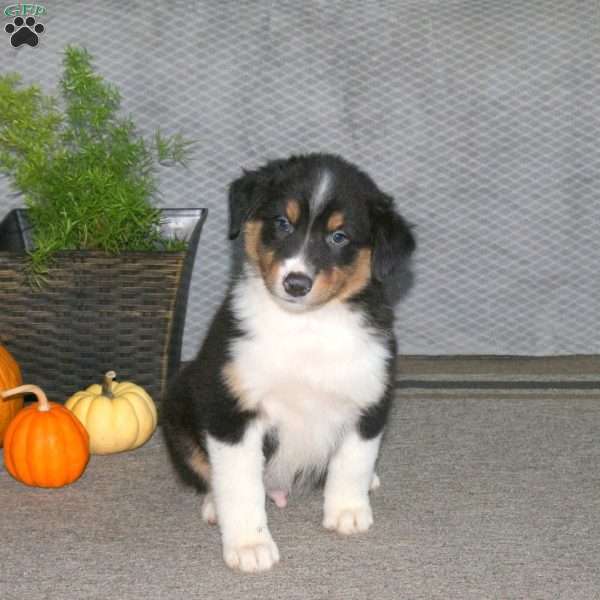Luis, Australian Shepherd Puppy