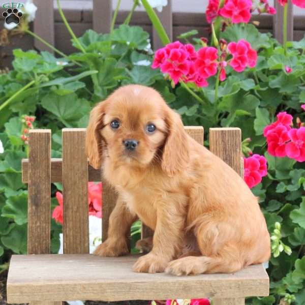Luis, Cavalier King Charles Spaniel Puppy