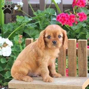 Luis, Cavalier King Charles Spaniel Puppy