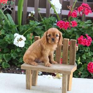 Luis, Cavalier King Charles Spaniel Puppy