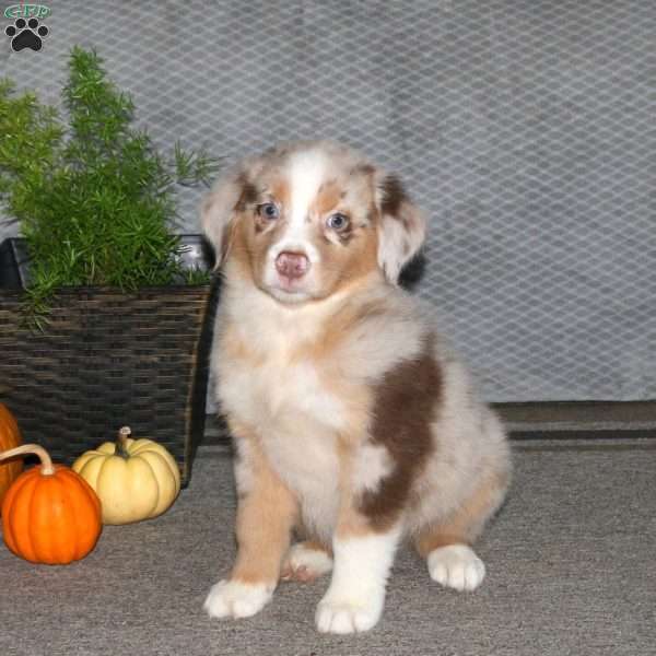 Luke, Australian Shepherd Puppy