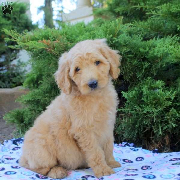 Luke, Goldendoodle Puppy