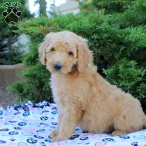 Luke, Goldendoodle Puppy