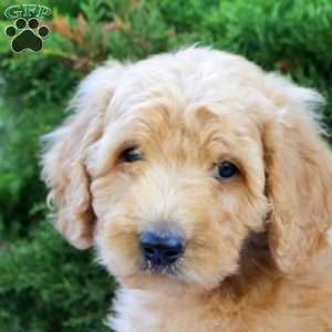 Luke, Goldendoodle Puppy