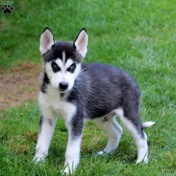 Luke, Siberian Husky Puppy