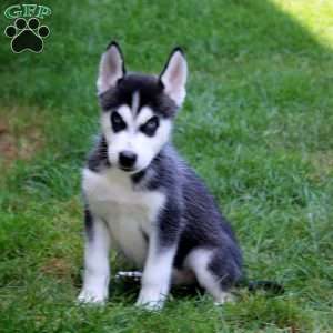 Luke, Siberian Husky Puppy