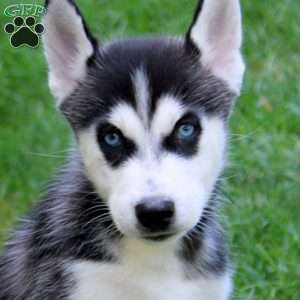 Luke, Siberian Husky Puppy
