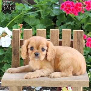 Lulu, Cavalier King Charles Spaniel Puppy