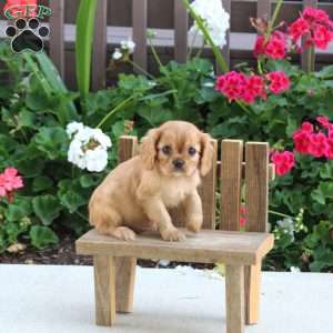 Lulu, Cavalier King Charles Spaniel Puppy