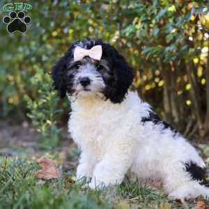 Luna, Mini Bernedoodle Puppy
