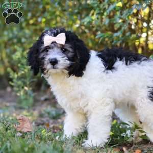 Luna, Mini Bernedoodle Puppy