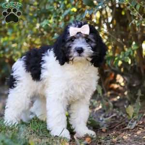 Luna, Mini Bernedoodle Puppy