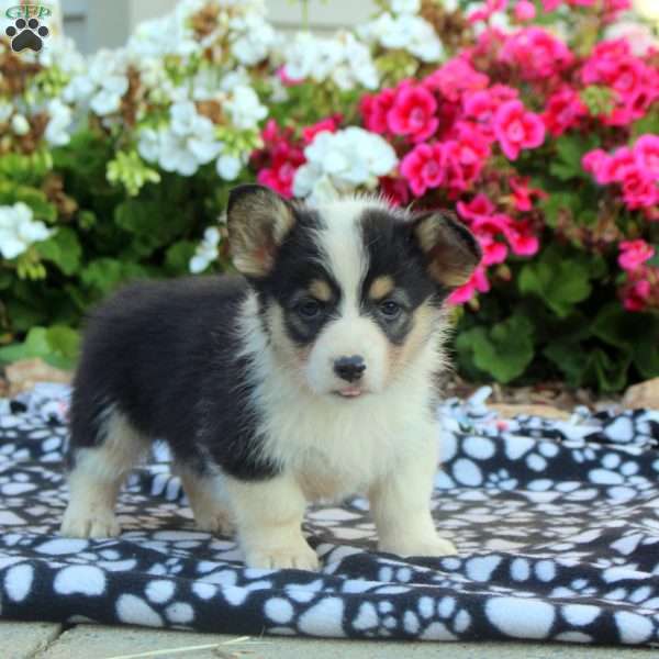 Luna, Pembroke Welsh Corgi Puppy