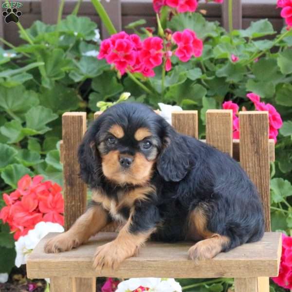Luna, Cavalier King Charles Spaniel Puppy