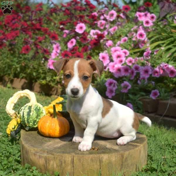 Luna, Jack Russell Terrier Puppy
