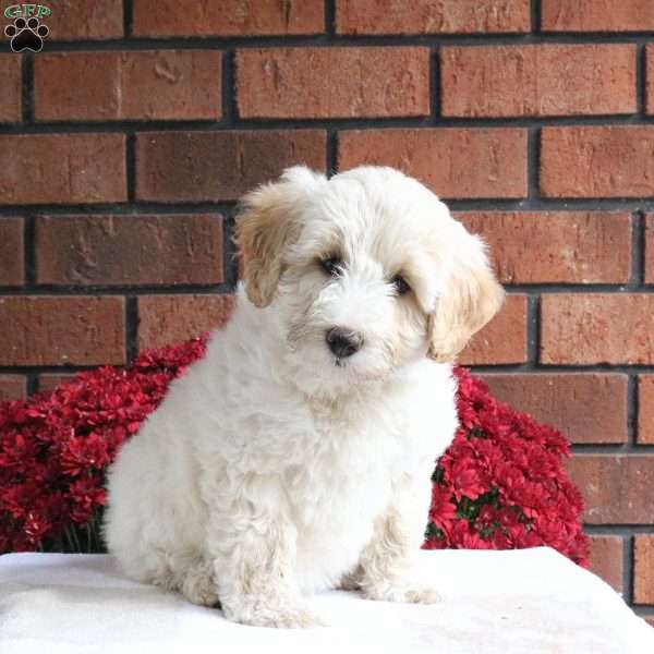Luna, Miniature Poodle Mix Puppy