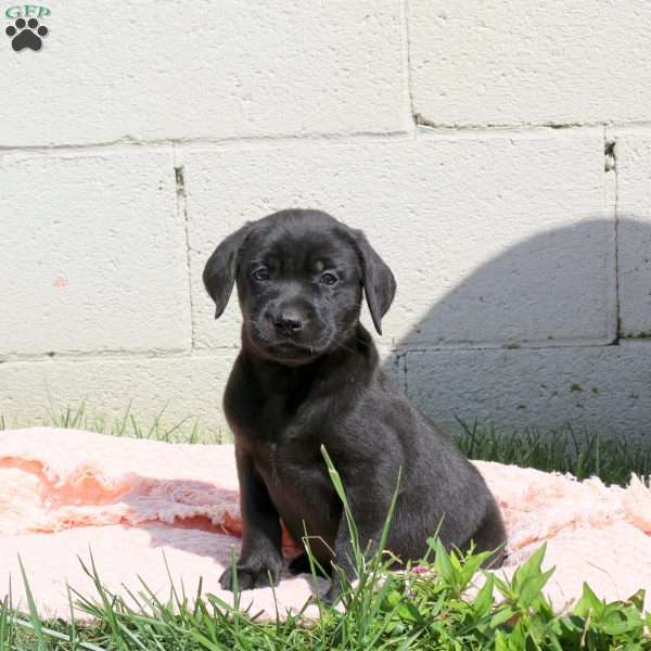 Luna, Black Labrador Retriever Puppy