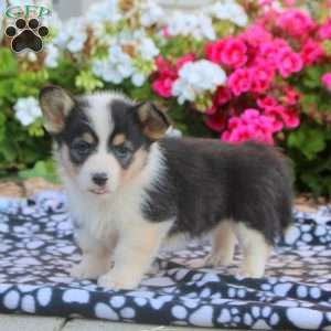 Luna, Pembroke Welsh Corgi Puppy