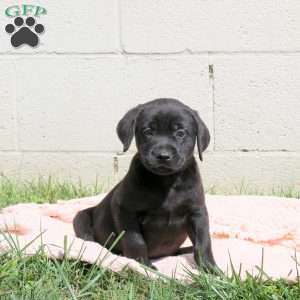 Luna, Black Labrador Retriever Puppy