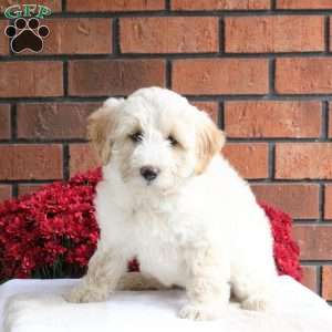 Luna, Miniature Poodle Mix Puppy