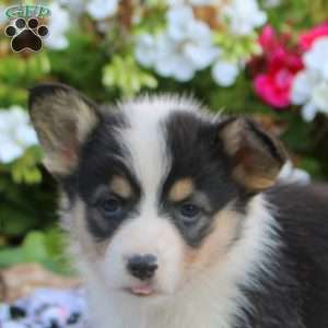 Luna, Pembroke Welsh Corgi Puppy
