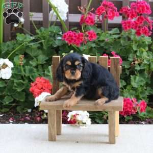 Luna, Cavalier King Charles Spaniel Puppy