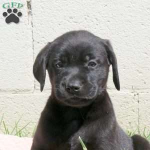 Luna, Black Labrador Retriever Puppy