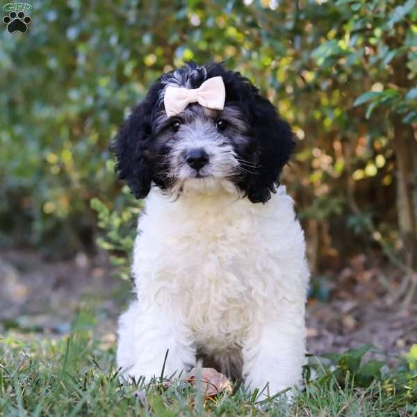 Luna, Mini Bernedoodle Puppy