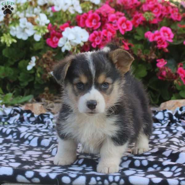 Lydia, Pembroke Welsh Corgi Puppy