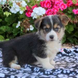 Lydia, Pembroke Welsh Corgi Puppy