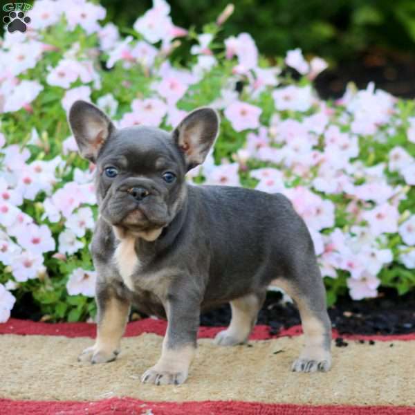 Lylah, French Bulldog Puppy