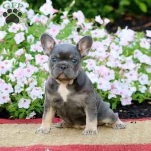 Lylah, French Bulldog Puppy
